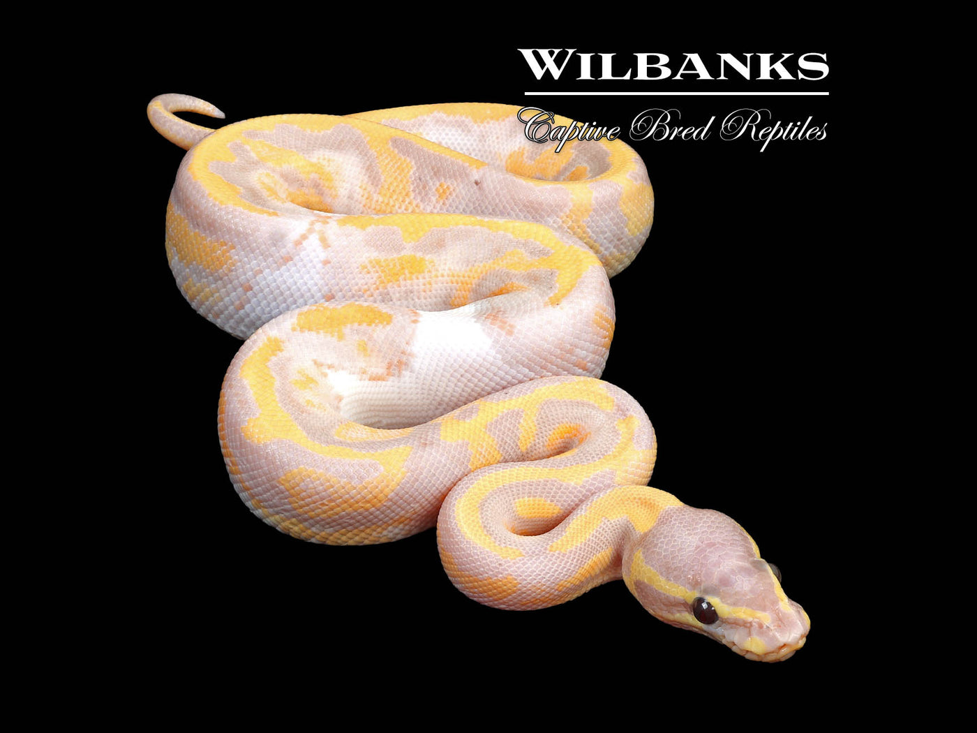 Banana Pied Ball Python ♂ '24