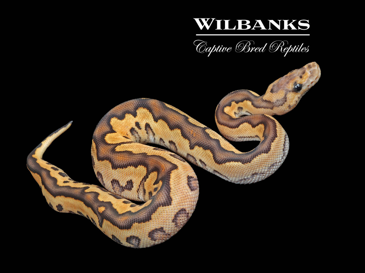 Black Fire Clown Ball Python ♂ '24