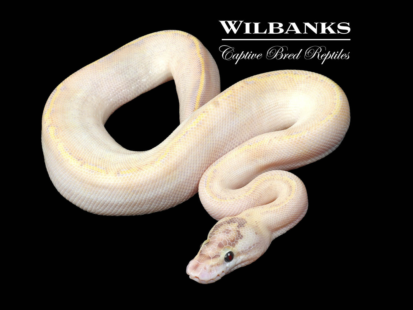 Ivory Ball Python ♂ '24