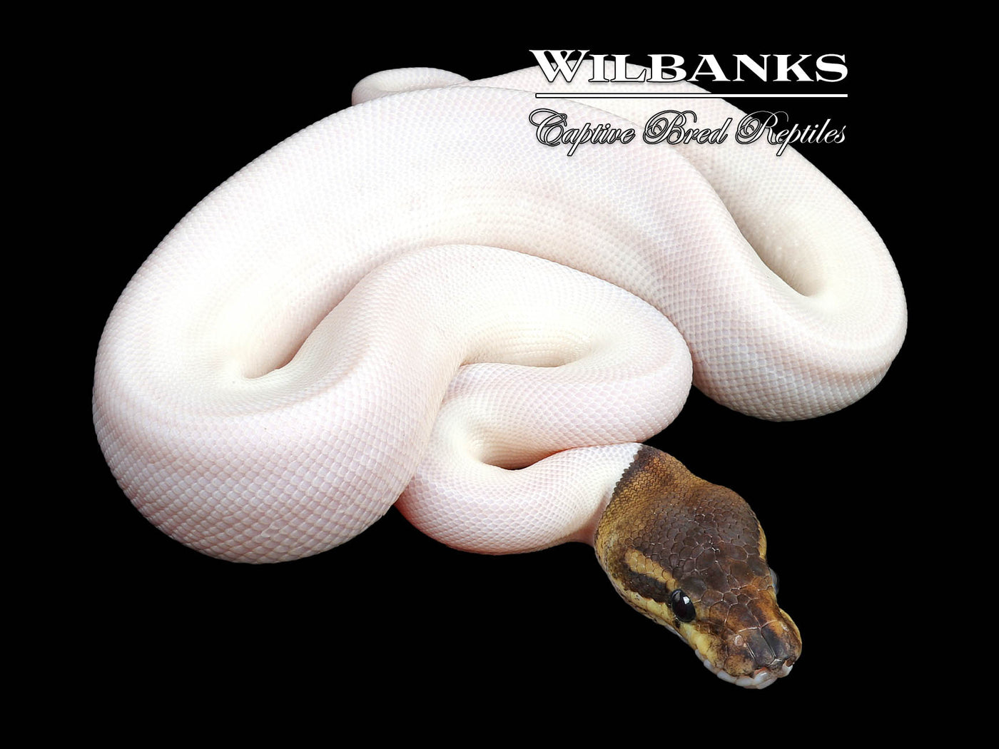 Cinnamon Pied Ball Python ♂ '24