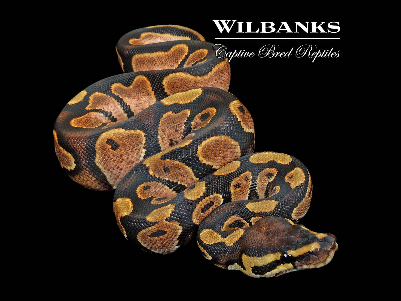 Sugar Ball Python ♂ '24