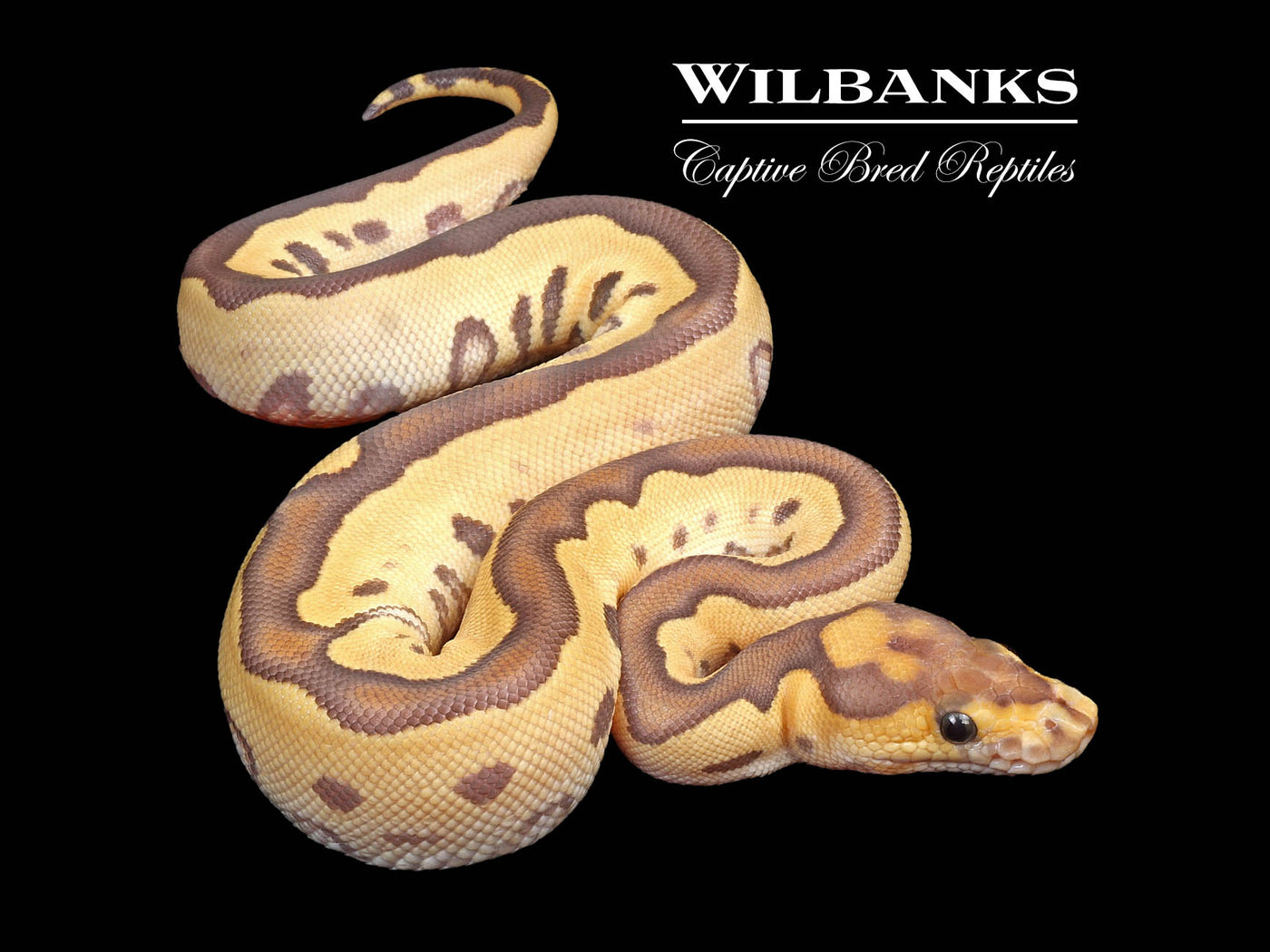 Mojave Fire Clown Ball Python ♀ '24