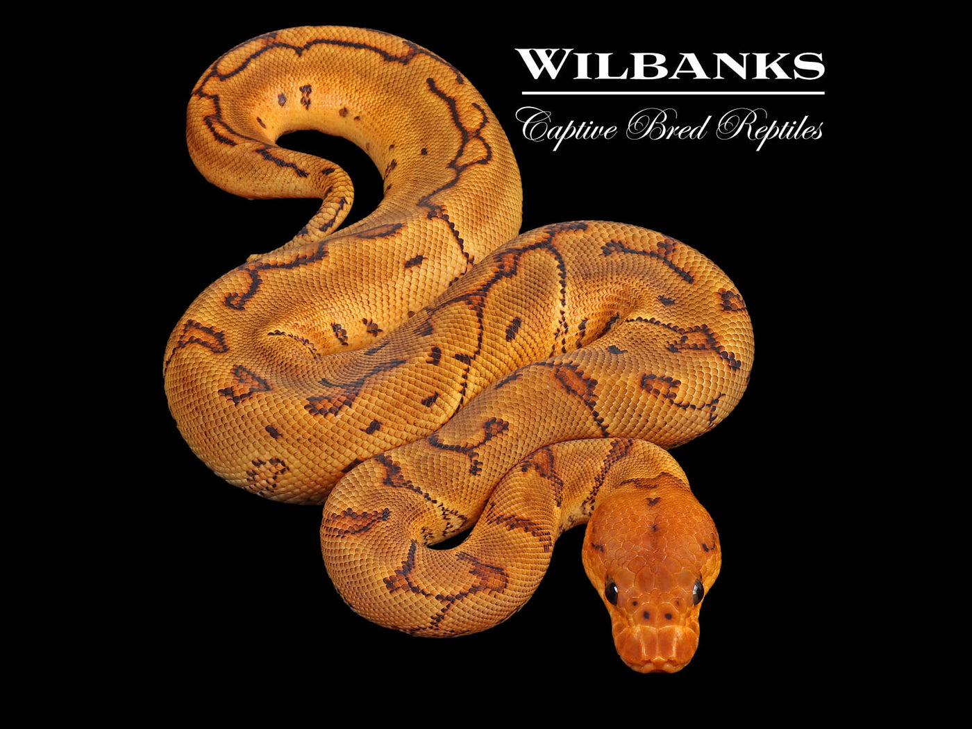 Pinstripe Yellow Belly Clown Ball Python ♀ '24