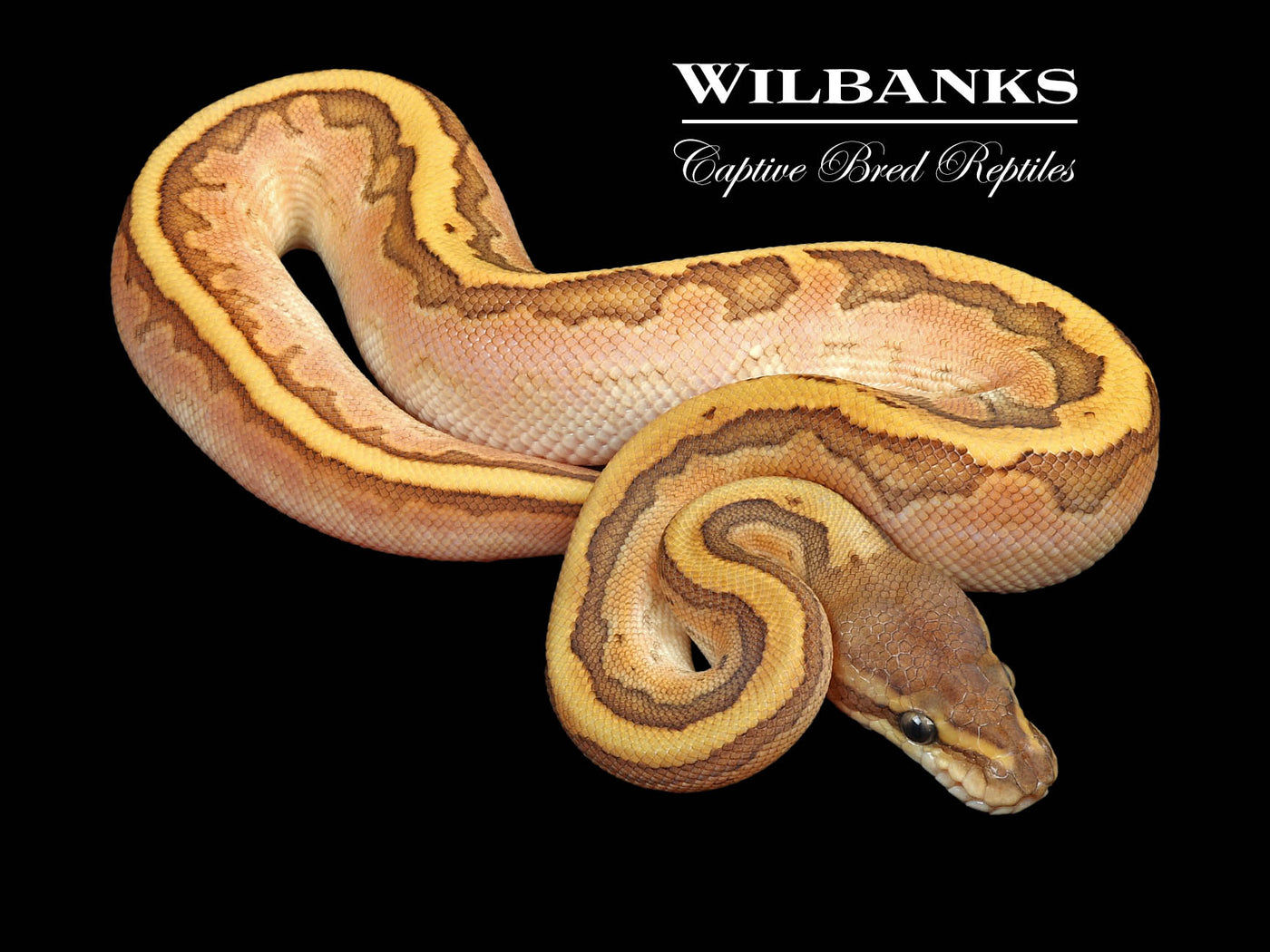 Sugar KingPin Ball Python ♂ '24