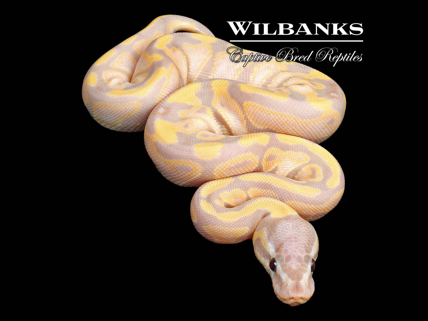 Super Banana 100% Het. Clown Ball Python ♂ '24 – Wilbanks Captive Bred ...