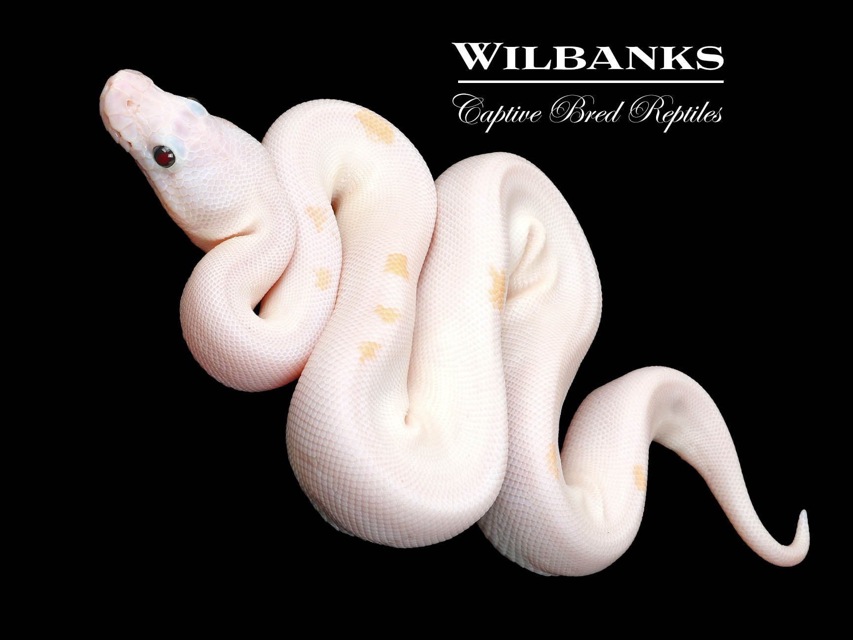 Super Fire Ball Python ♀ '24 – Wilbanks Captive Bred Reptiles