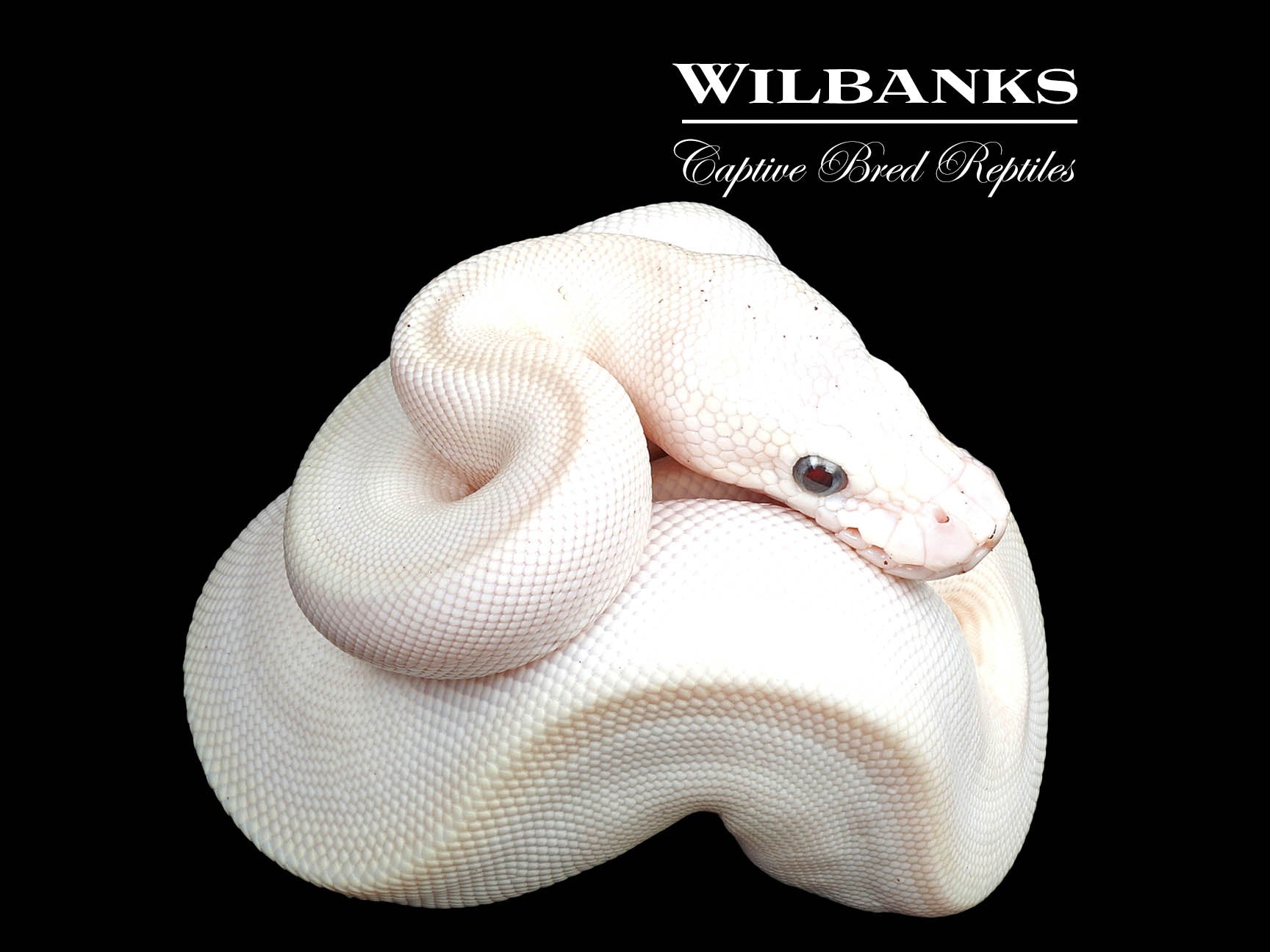 Blue Eyed Leucistic (Lucy) (Mojave Butter) Ball Python ♀ '24 – Wilbanks ...