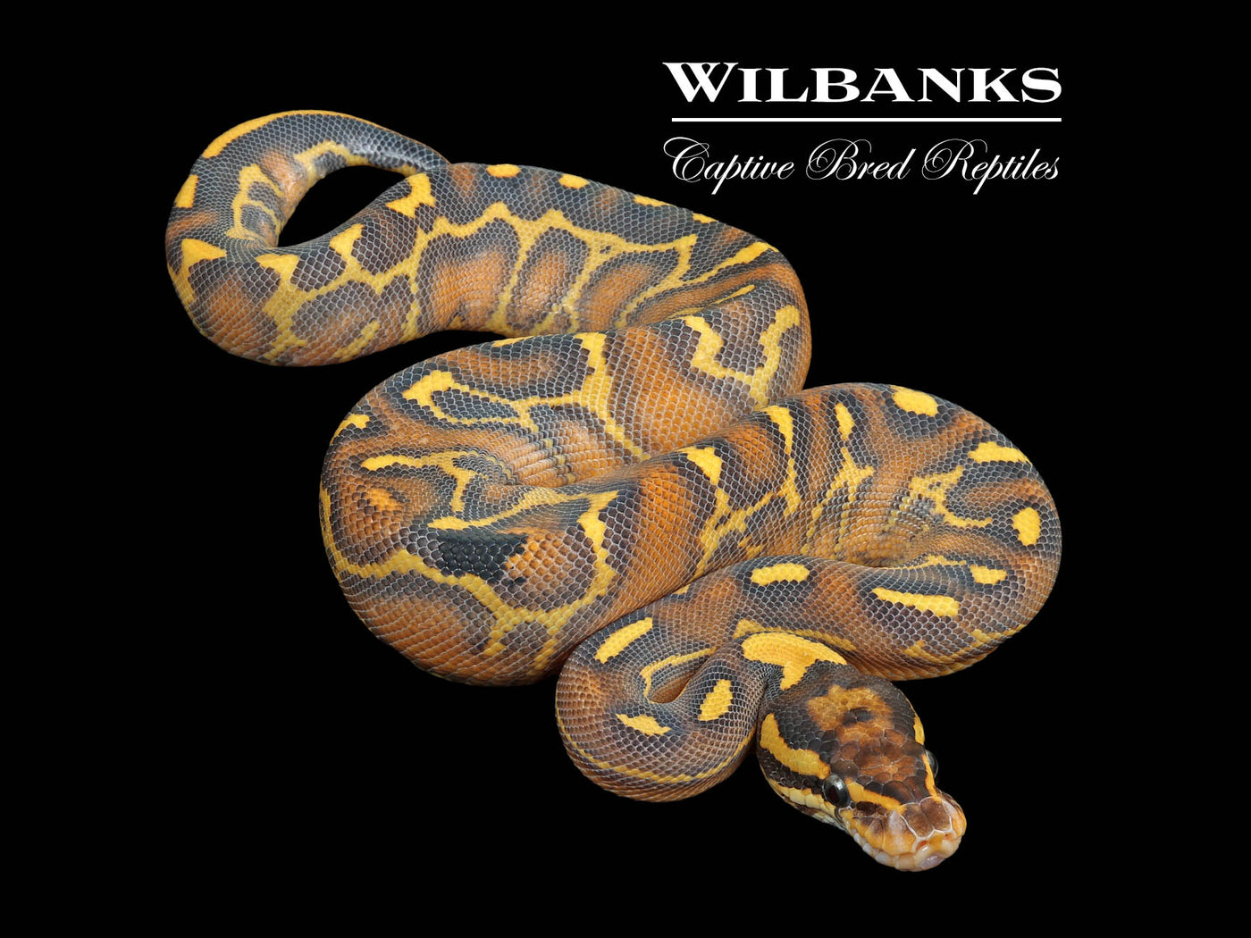 Leopard Highway Ball Python ♀ '24