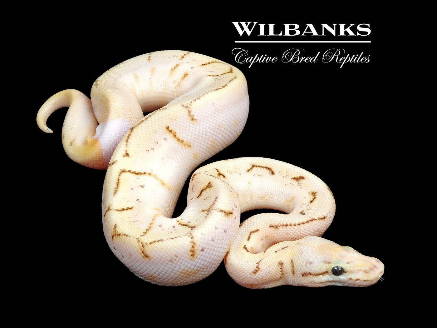 Sugar Queen Spin Ball Python ♂ '24