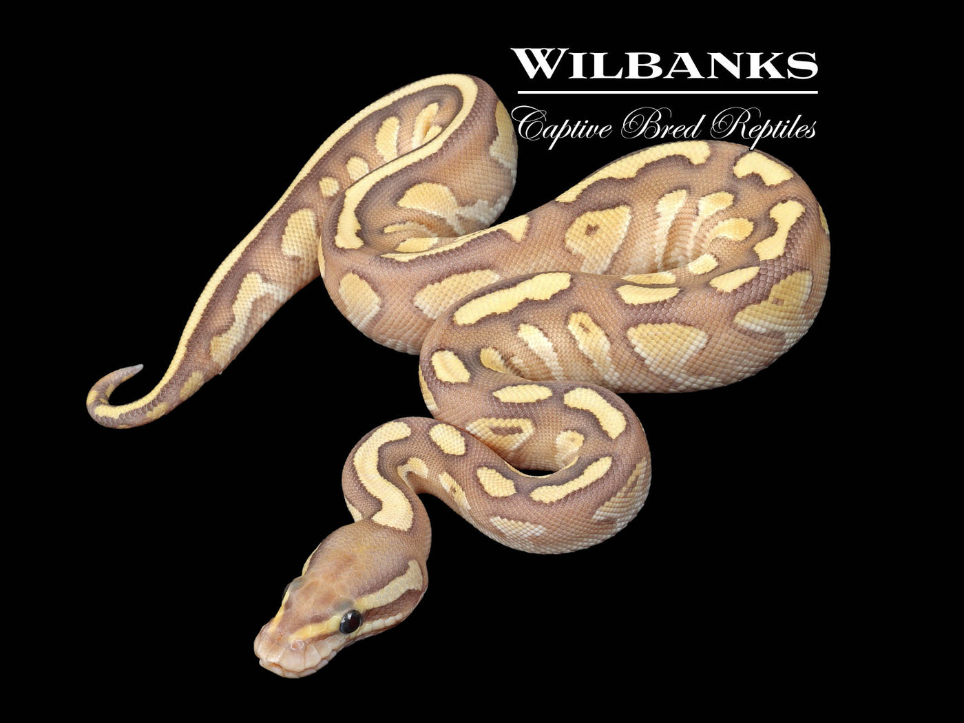 Nuclear Crush Ball Python ♀ '24