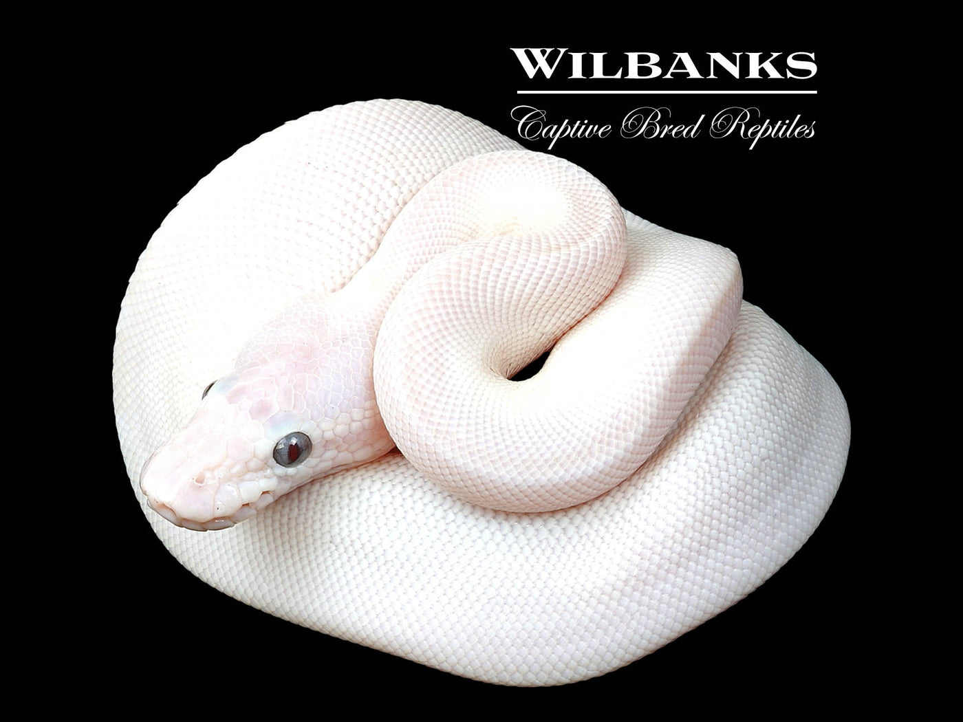 Banana Blue Eyed Leucistic (Mocha Butter) Ball Python ♂ '24