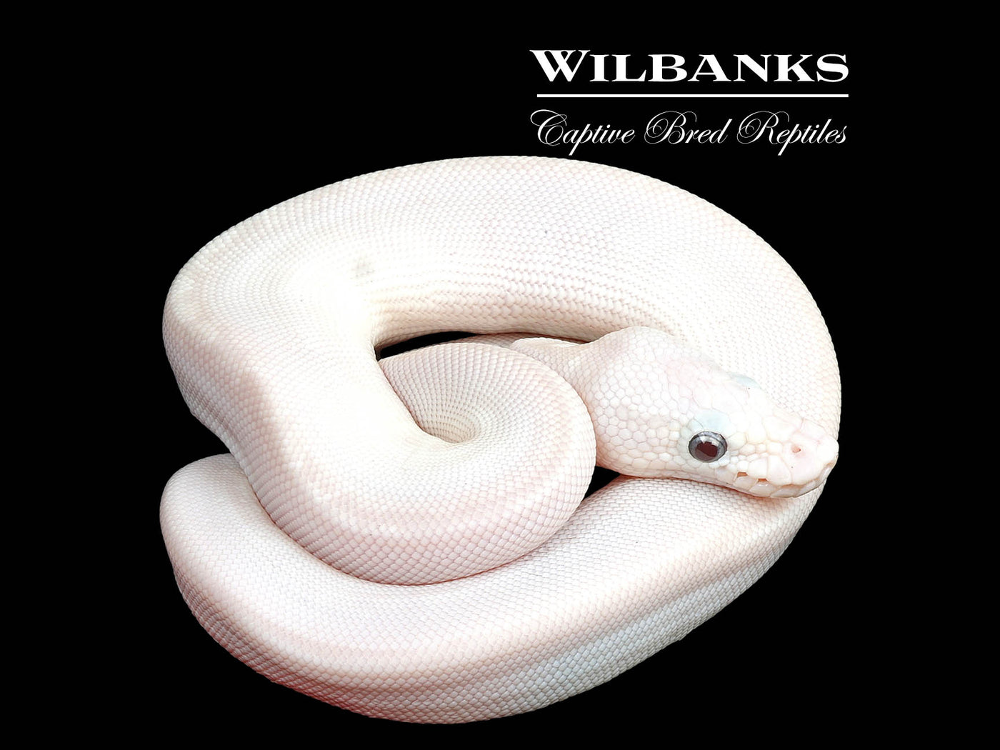 Banana Blue Eyed Leucistic (Mocha Butter) Ball Python ♂ '24