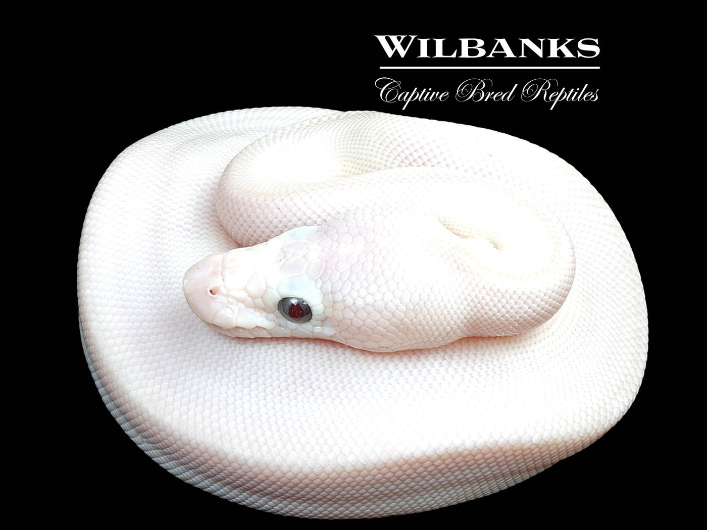 Banana Blue Eyed Leucistic (Mocha Butter) Ball Python ♂ '24