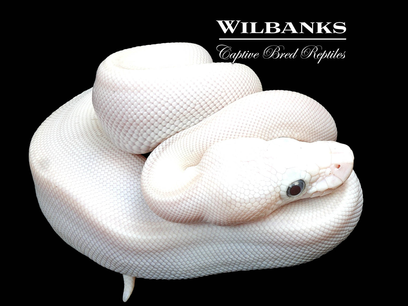 Blue Eyed Leucistic (Lucy) (Mocha Butter) Ball Python ♀ '24