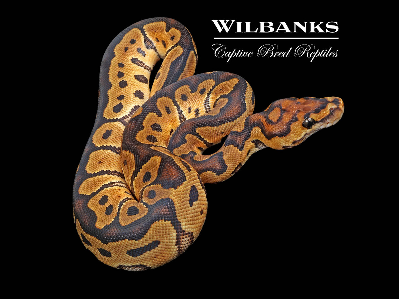 Clown Ball Python ♀ '24