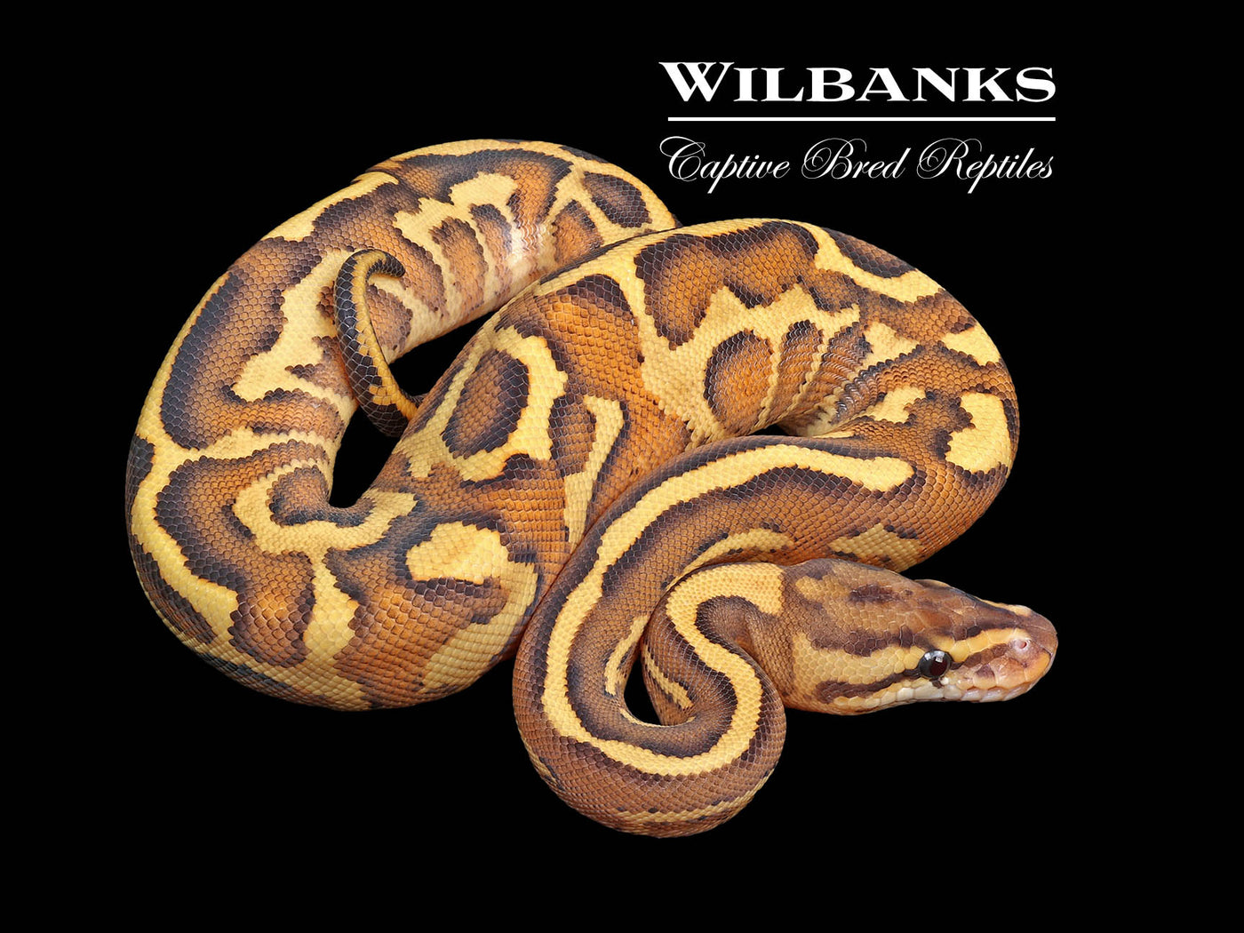 Leopard Gravel Spark Ball Python ♀ '24