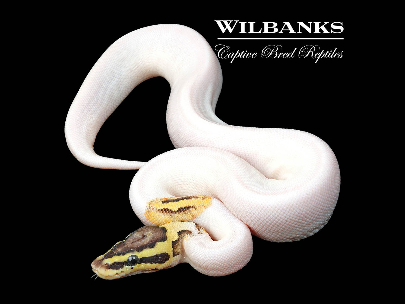 FireFly Pied Ball Python ♀ '24