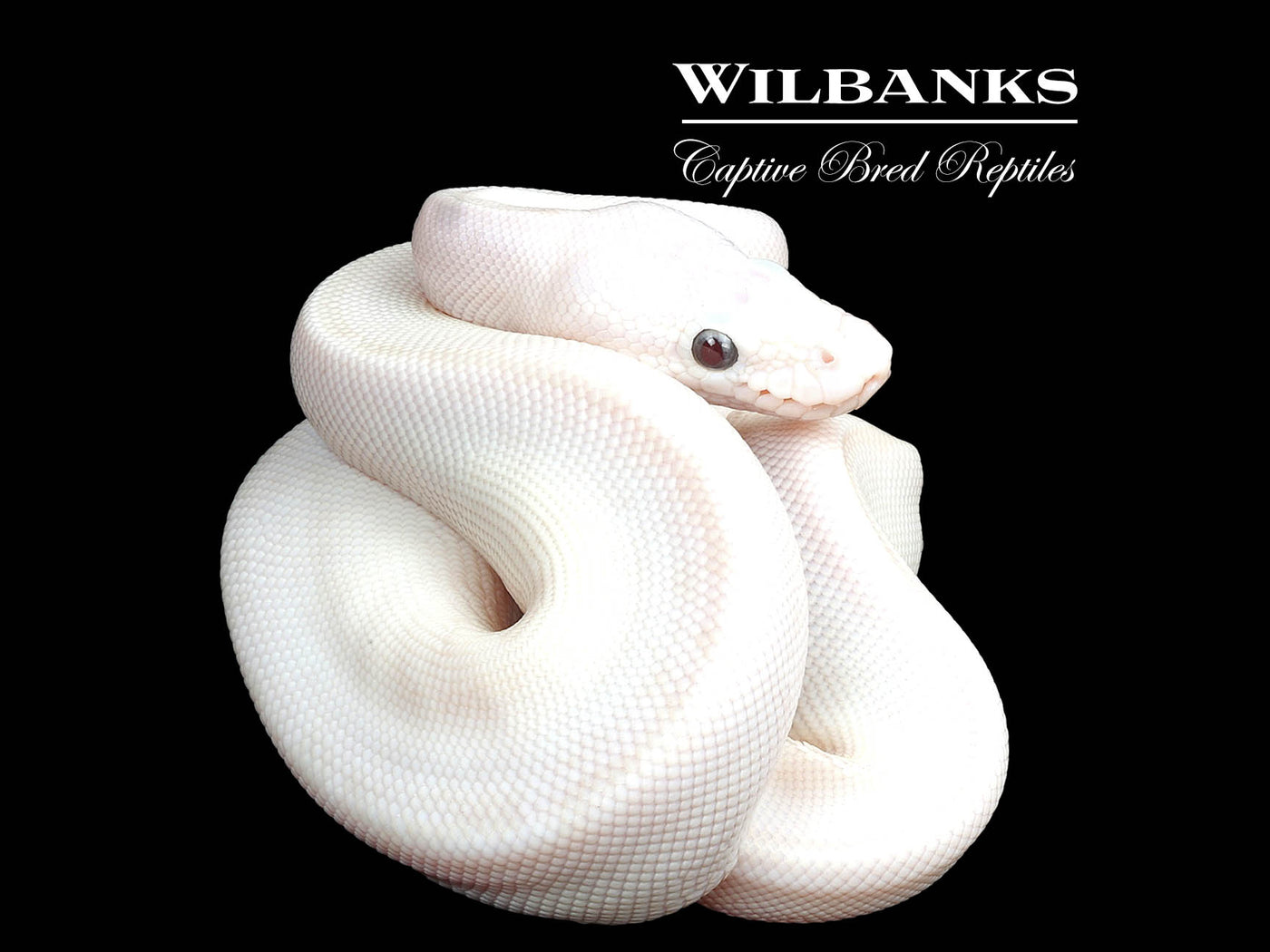 Banana Blue Eyed Leucistic (Butter Mojave) Ball Python ♂ '24