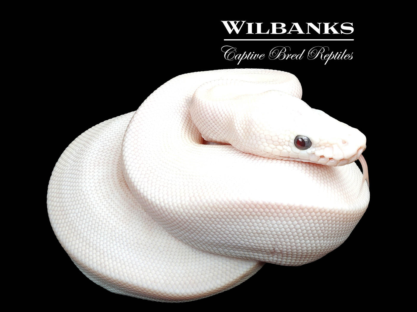 Banana Blue Eyed Leucistic (Butter Mojave) Ball Python ♂ '24