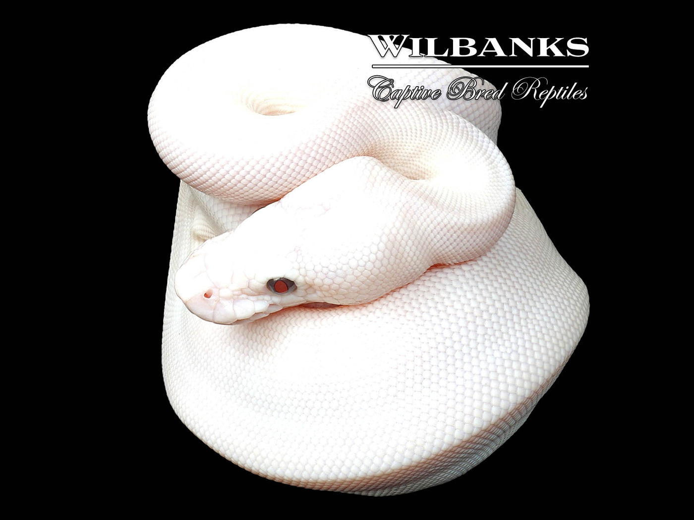 Banana Blue Eyed Leucistic (Lucy) (Mojave Butter) Ball Python ♀ '24