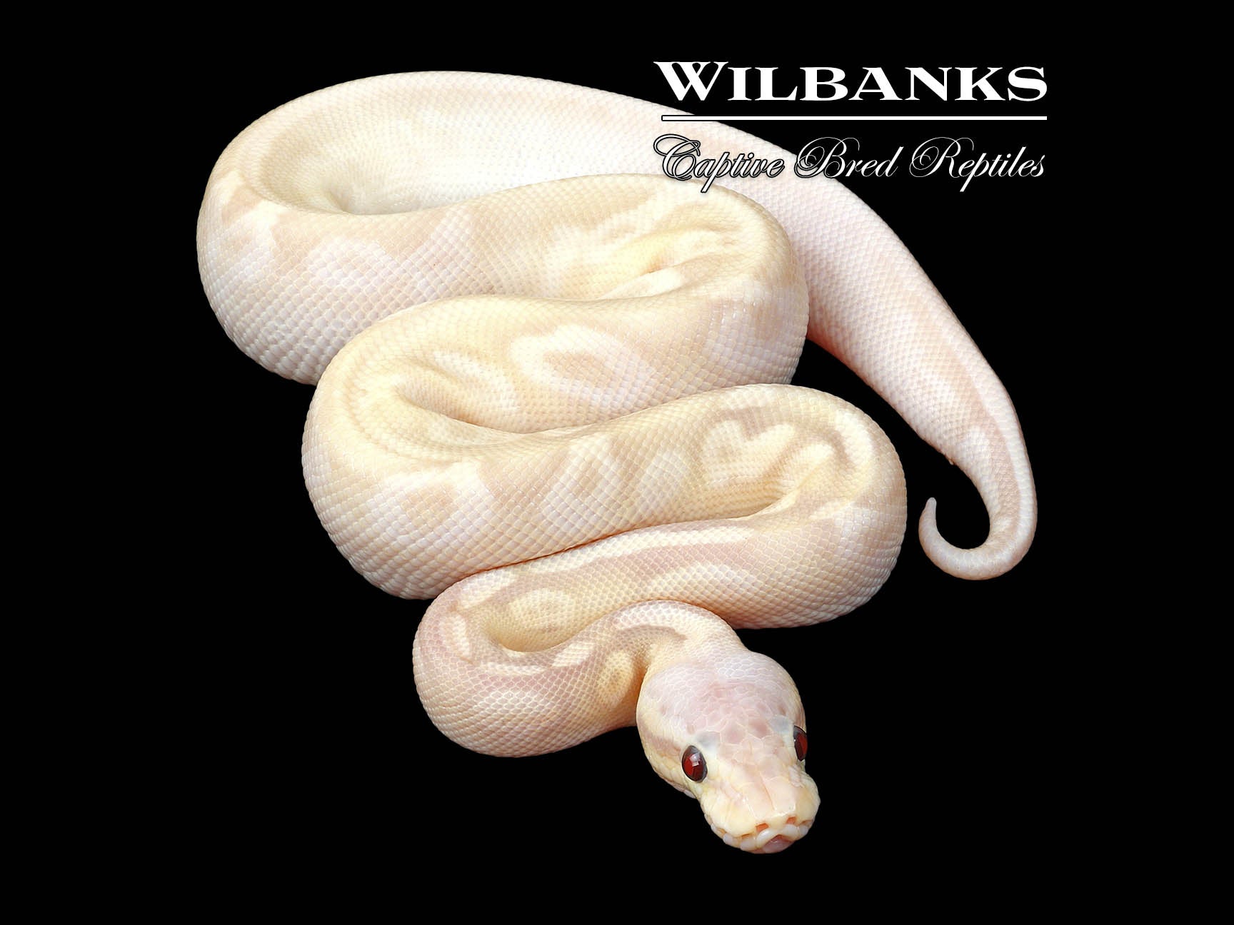 Super Banana Pewter Sugar Ball Python ♂ '24 – Wilbanks Captive Bred ...