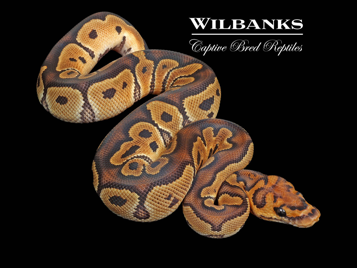 Clown Het. Sunset Ball Python ♂ '24