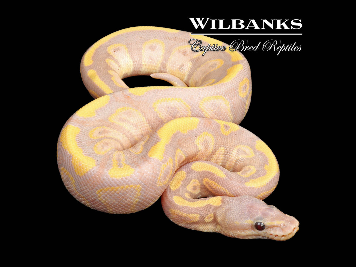 Banana Mahogany 100% Het. Pied Ball Python ♂ '24