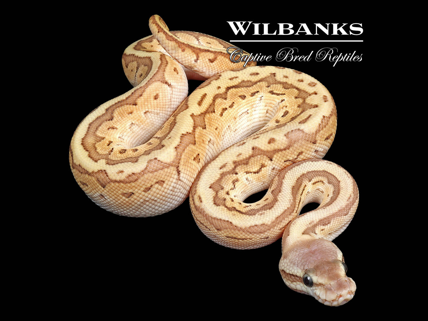 Emperor Pin Ball Python ♂ '24