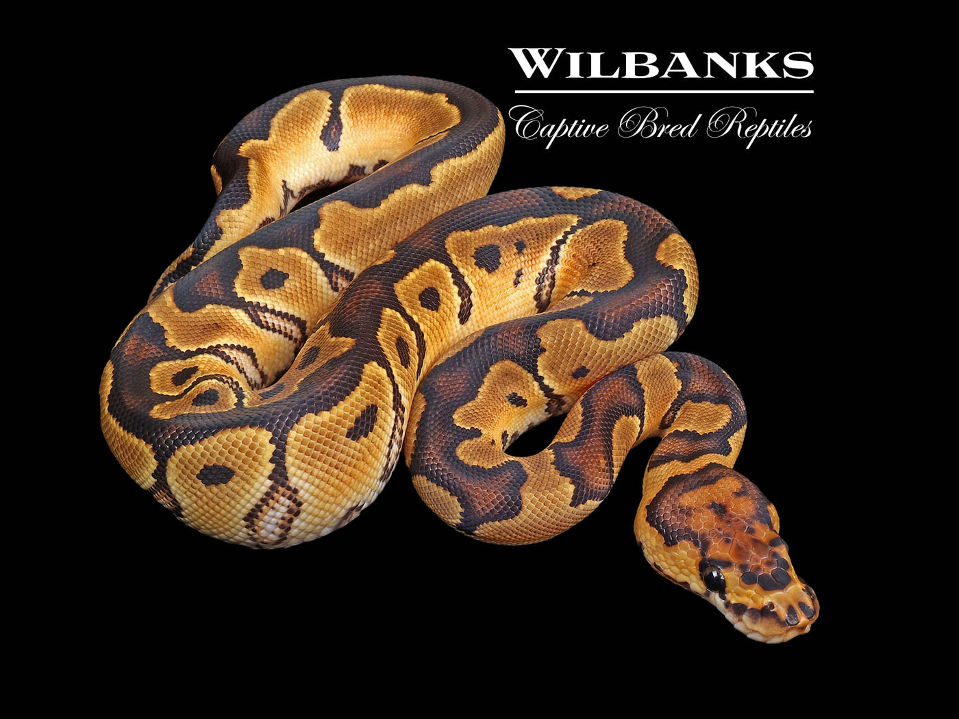 Clown Ball Python ♀ '24