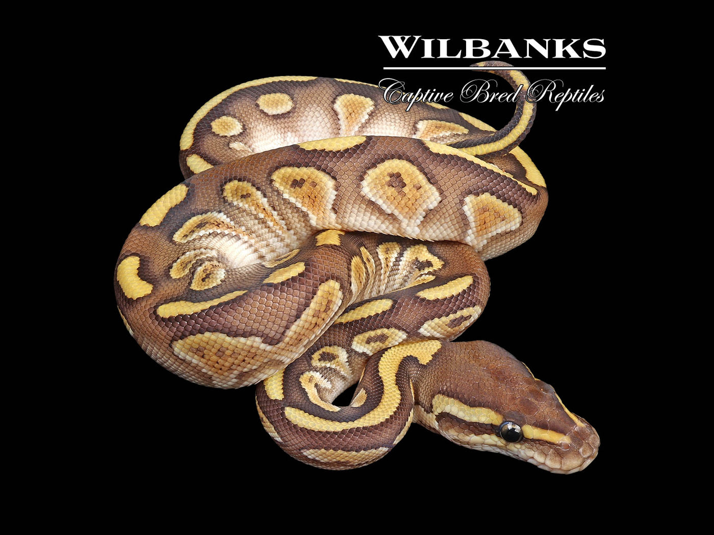 Stranger Butter Ball Python ♀ '24