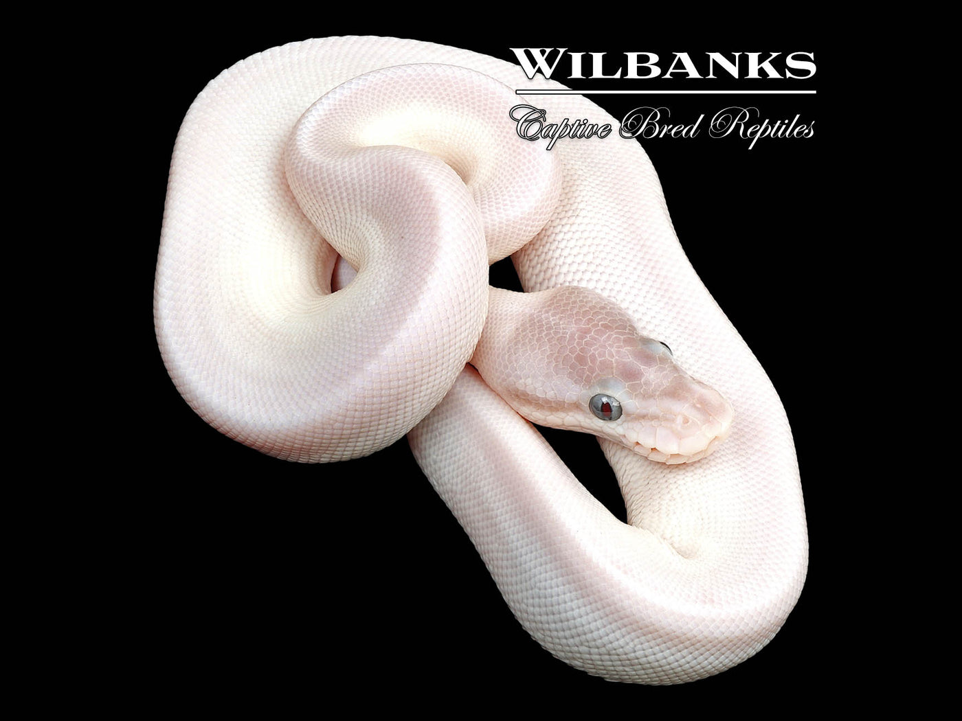 Blue Eyed Leucistic (Super Mojave) Ball Python ♂ '24