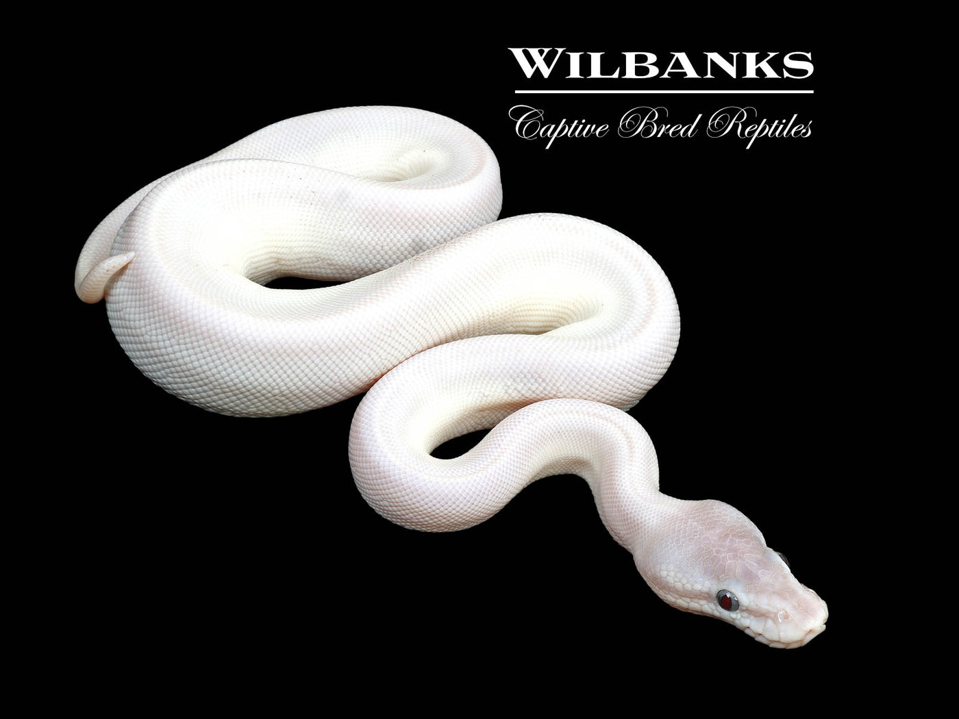 Blue Eyed Leucistic (Super Mojave) Ball Python ♀ '24