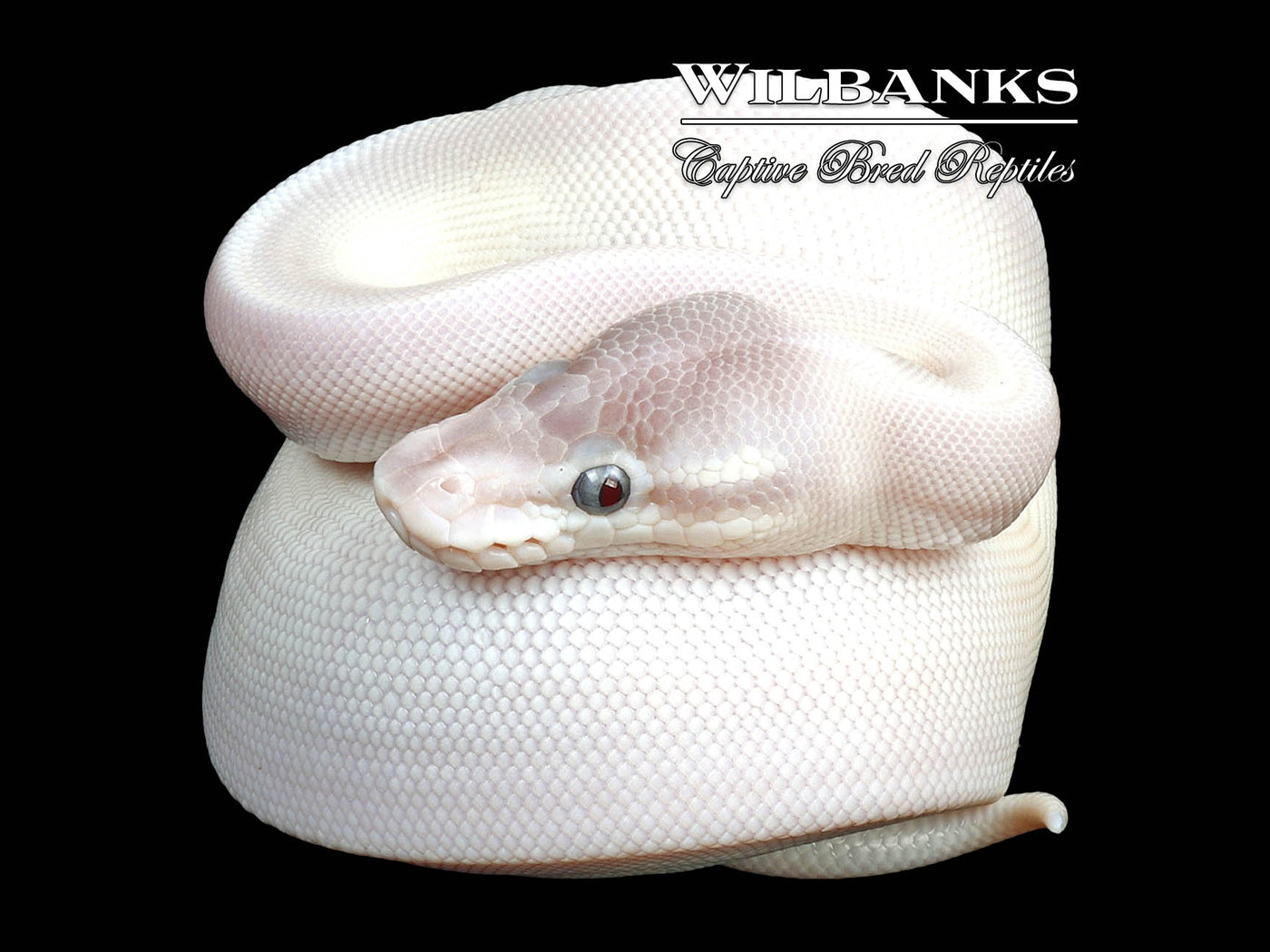 Blue Eyed Leucistic (Super Mojave) Ball Python ♀ '24