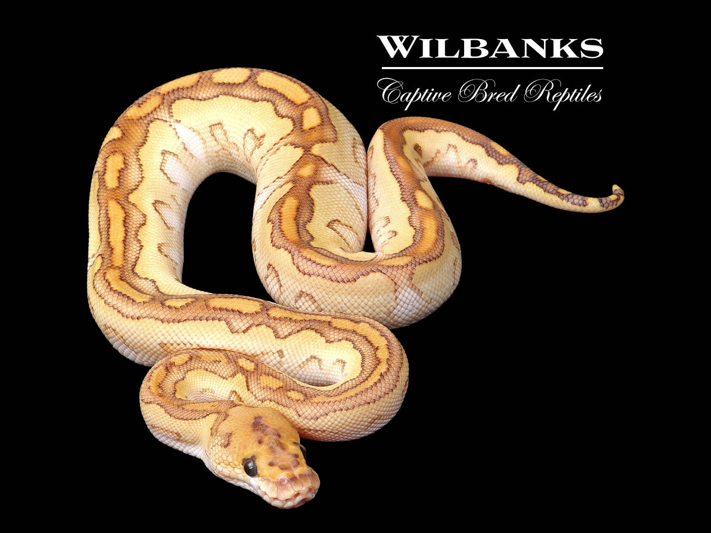 Butter Clown Ball Python ♂ '24