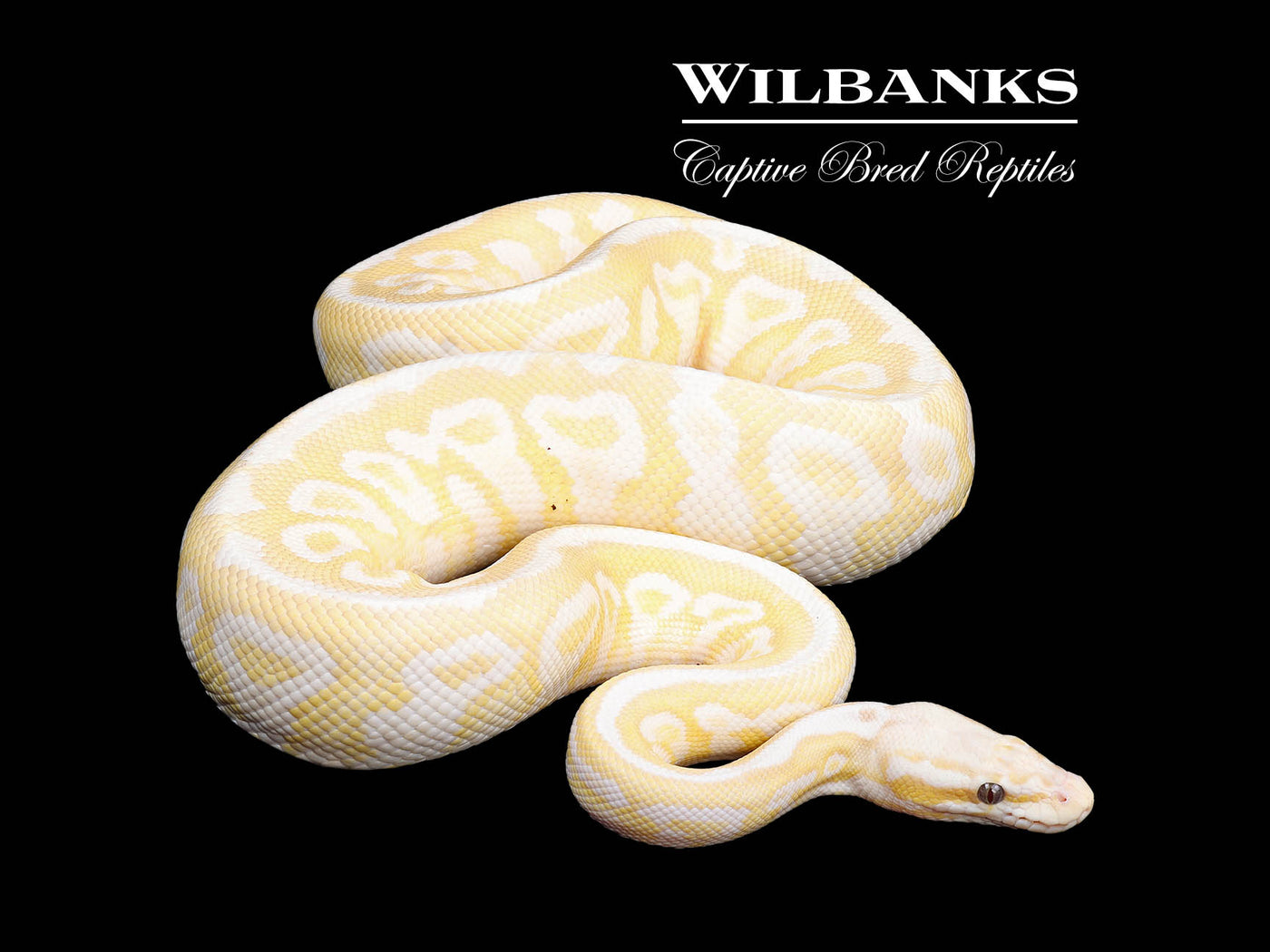 Banana Butterfly Yellow Belly Spotnose (Proven Breeder) Ball Python ♂ '22