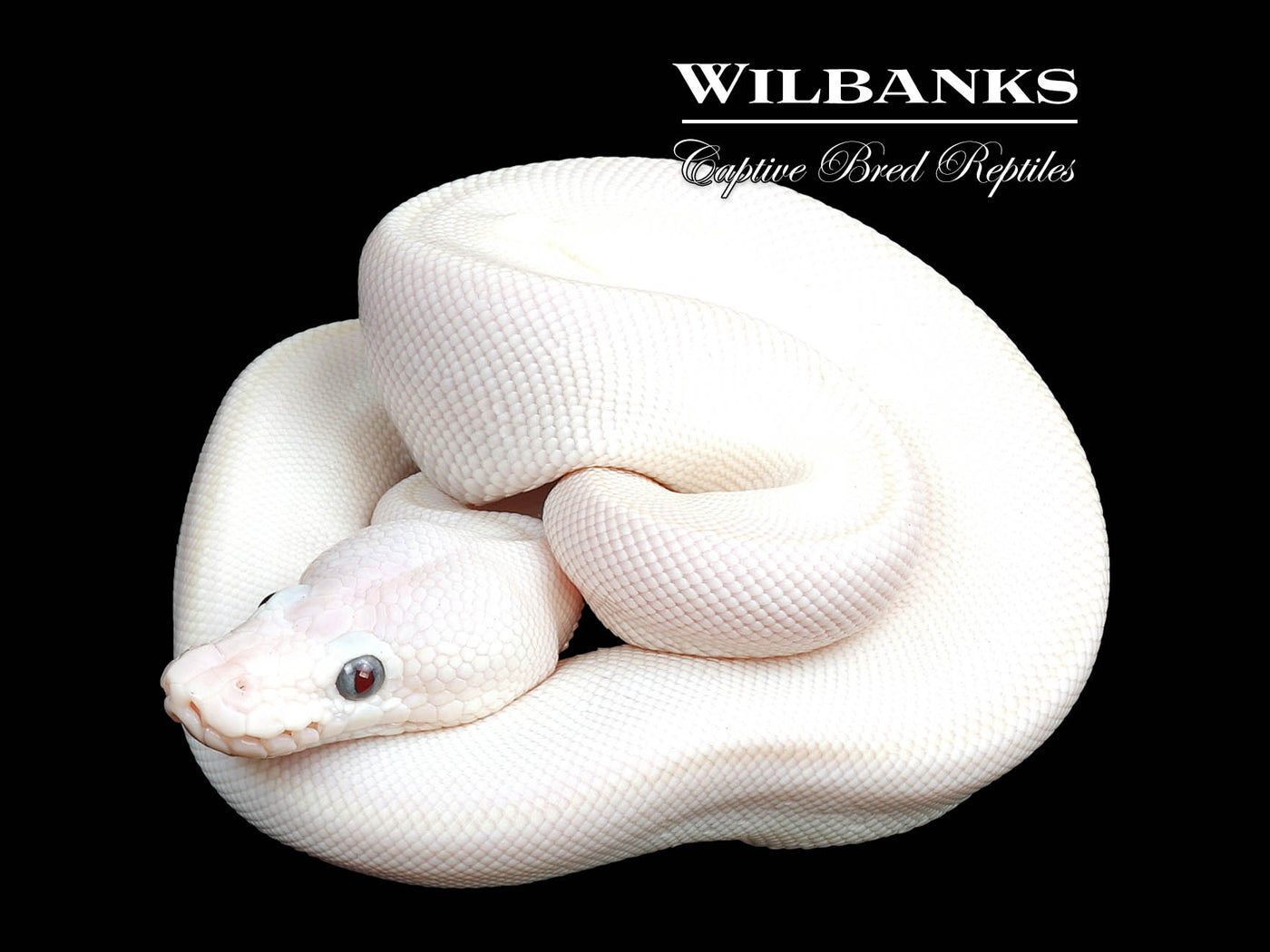 Blue Eyed Leucistic (Butter Mojave) Ball Python ♂ '24