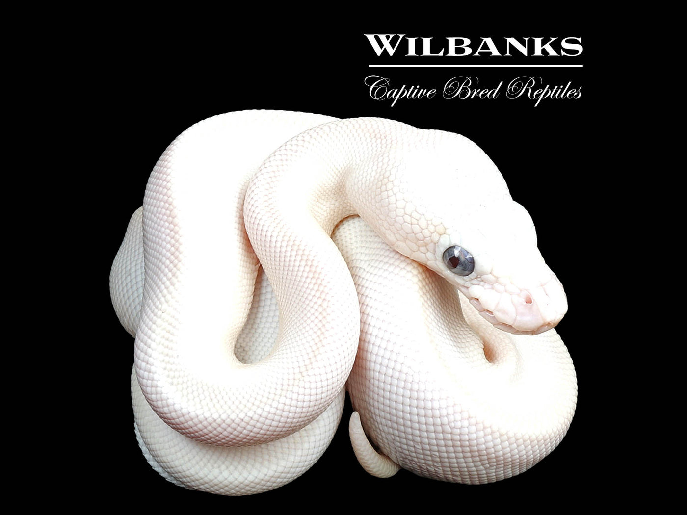 Blue Eyed Leucistic (Mojave Butter) Ball Python ♀ '24