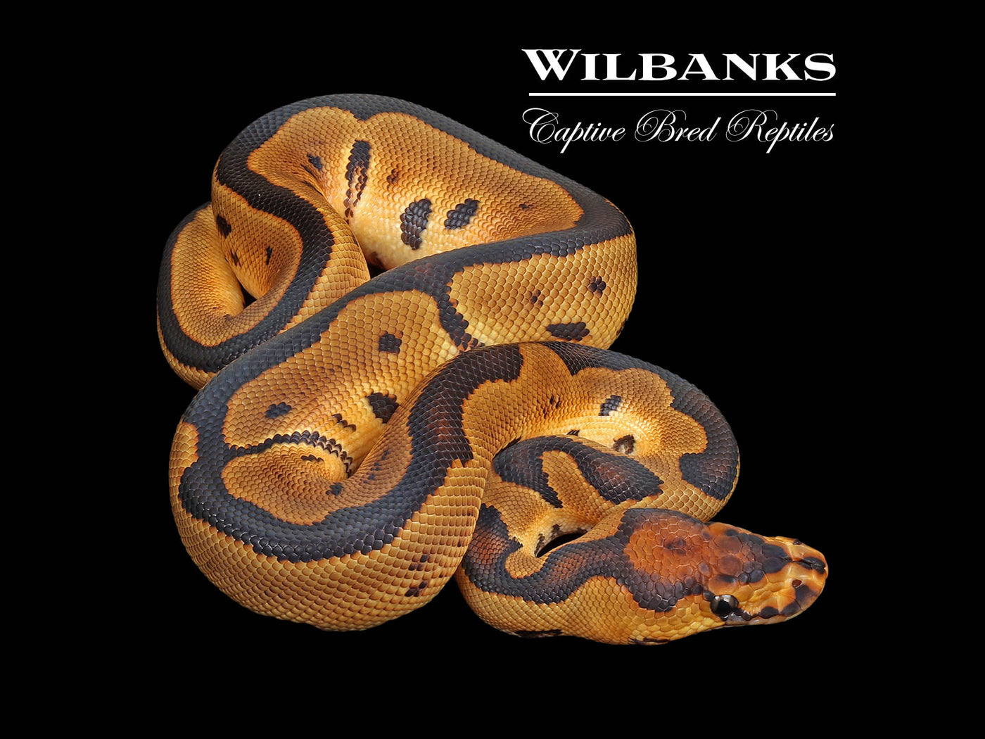 Clown Ball Python ♂ '24