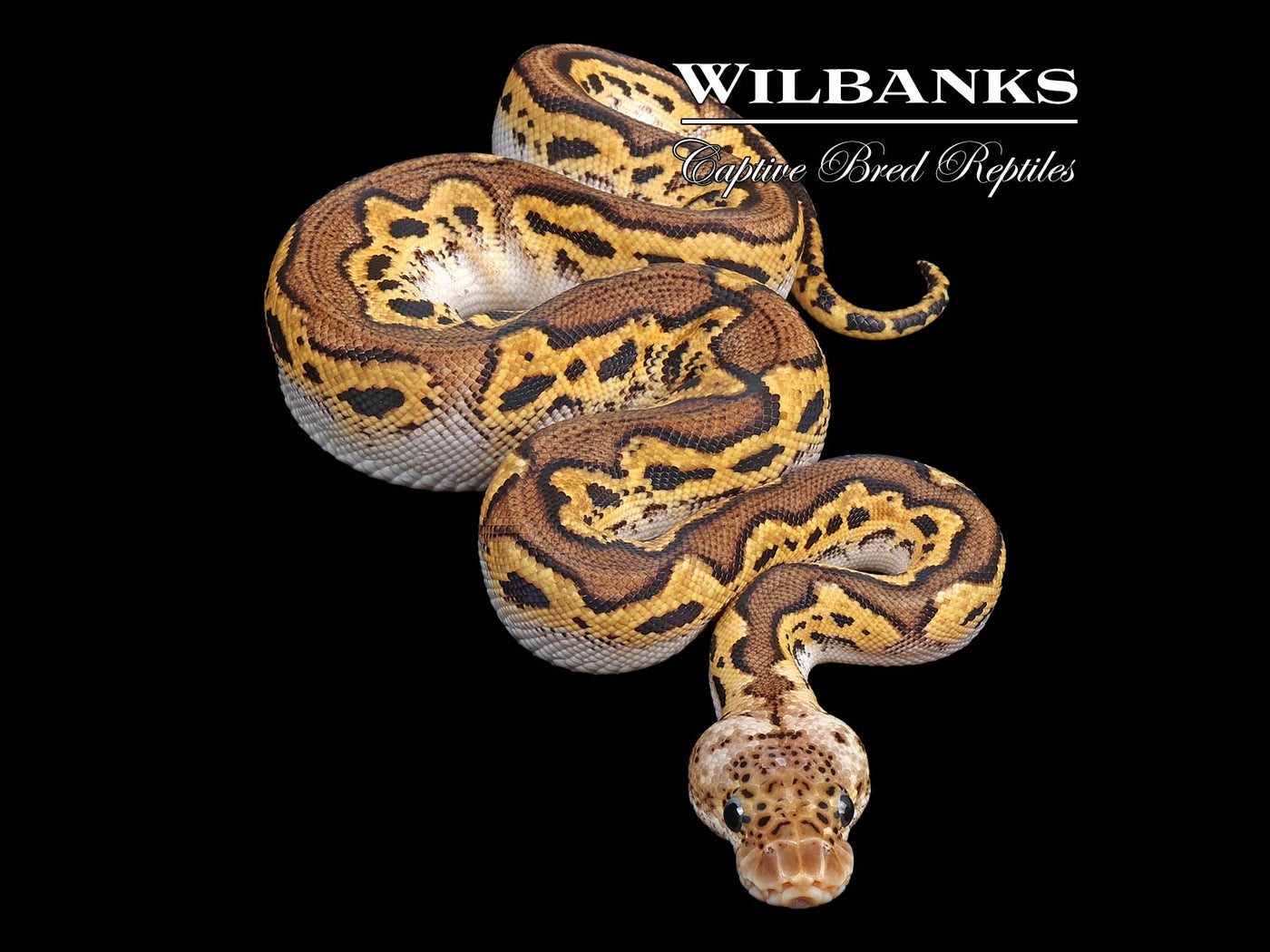 Pastel Blackhead Clown Ball Python  ♀ '24