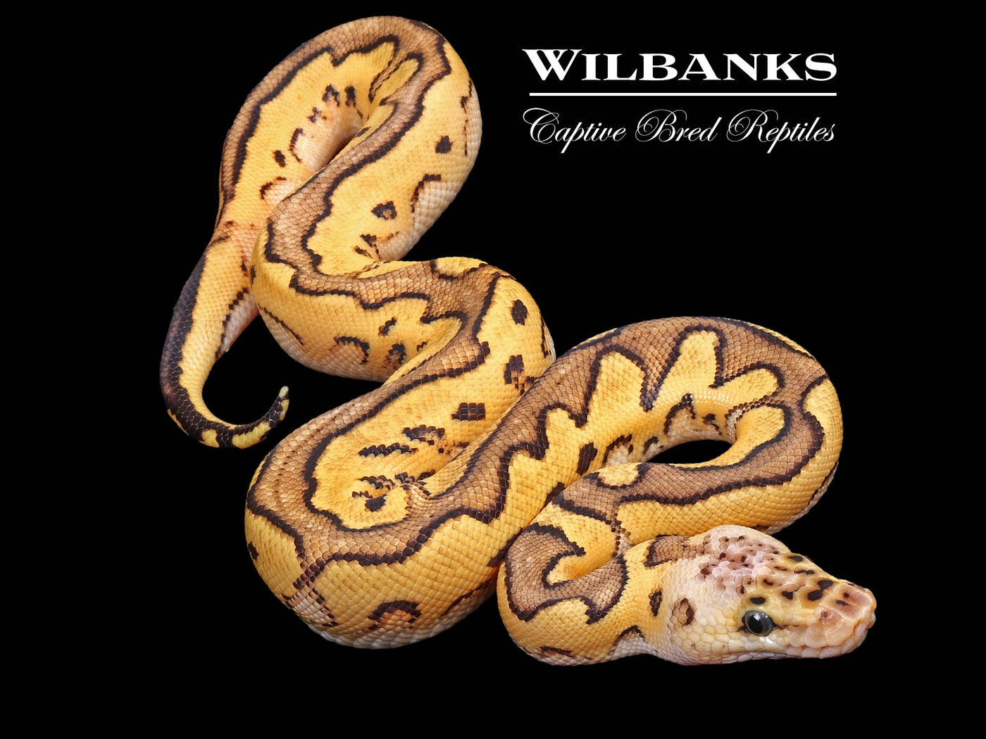 Red Stripe Pastel Sugar Clown Ball Python ♂ '24