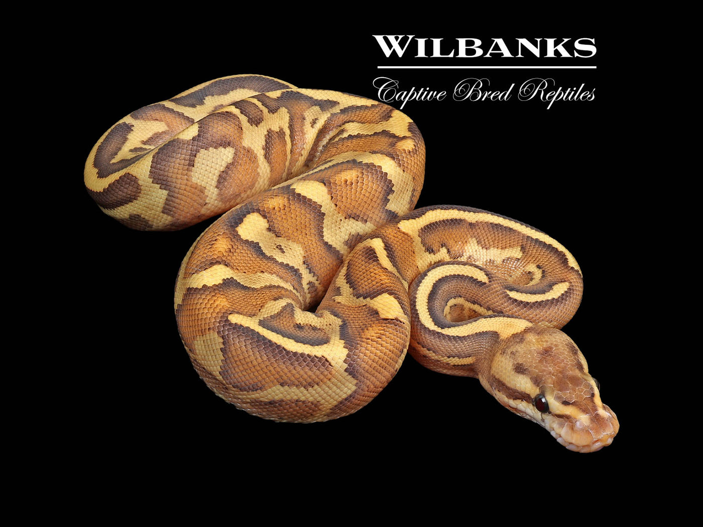 Leopard Gravel Spark Ball Python ♀ '24