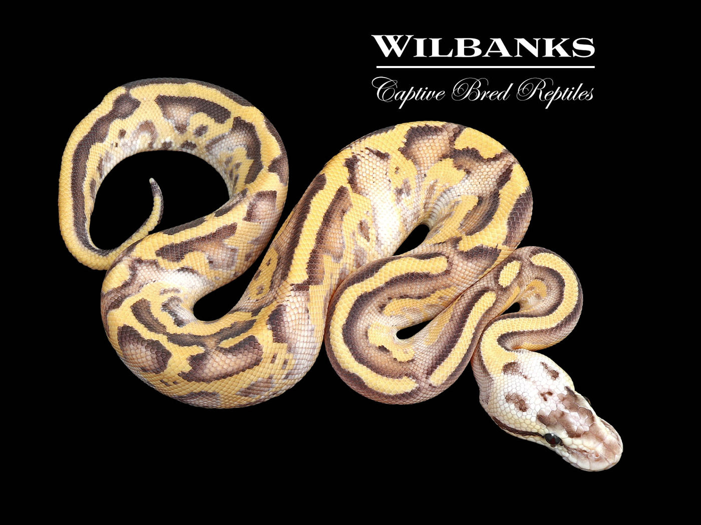 Pastel Leopard Gravel Spark Ball Python ♂ '24