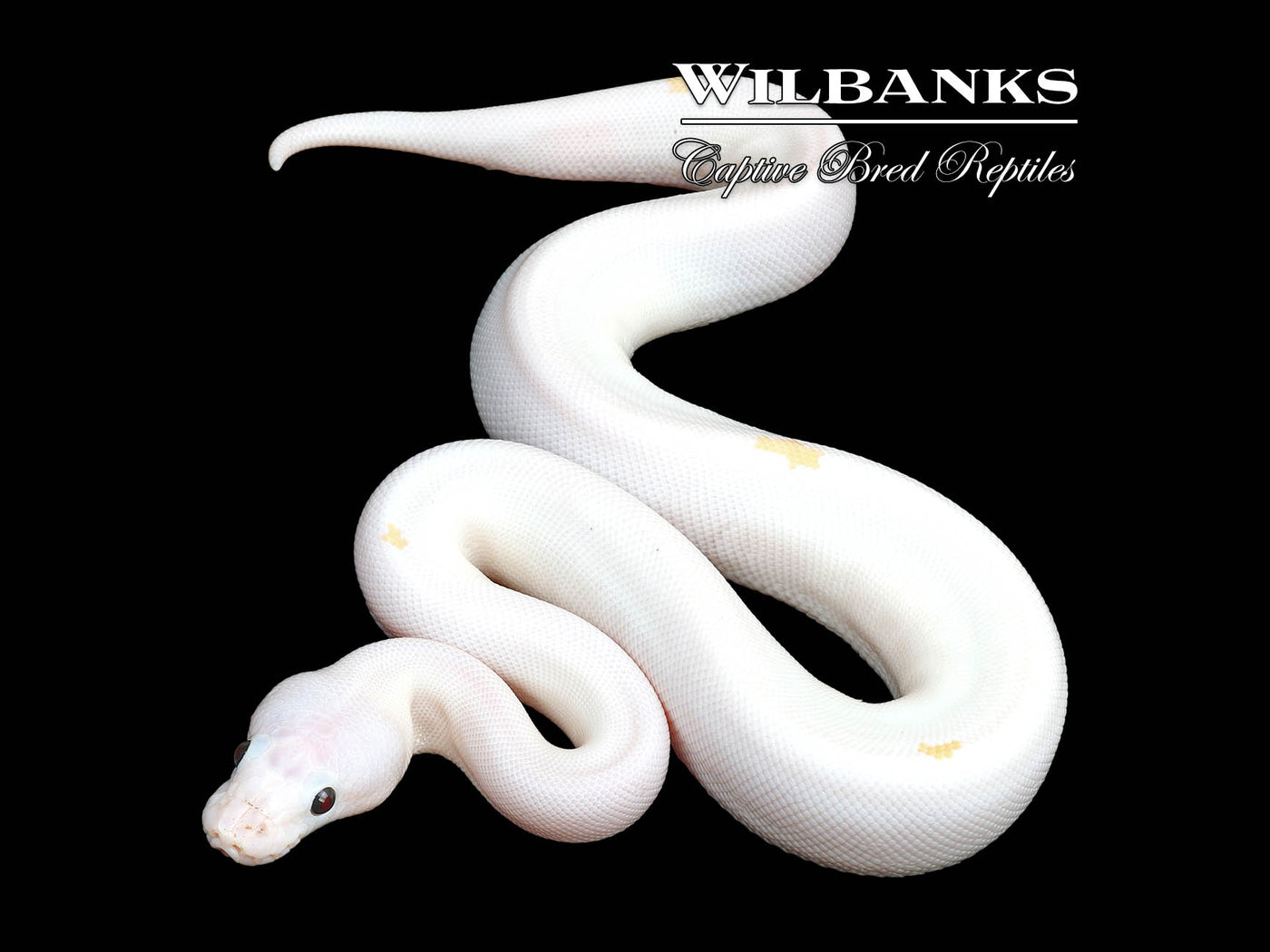 Super Fire Ball Python ♀ '24