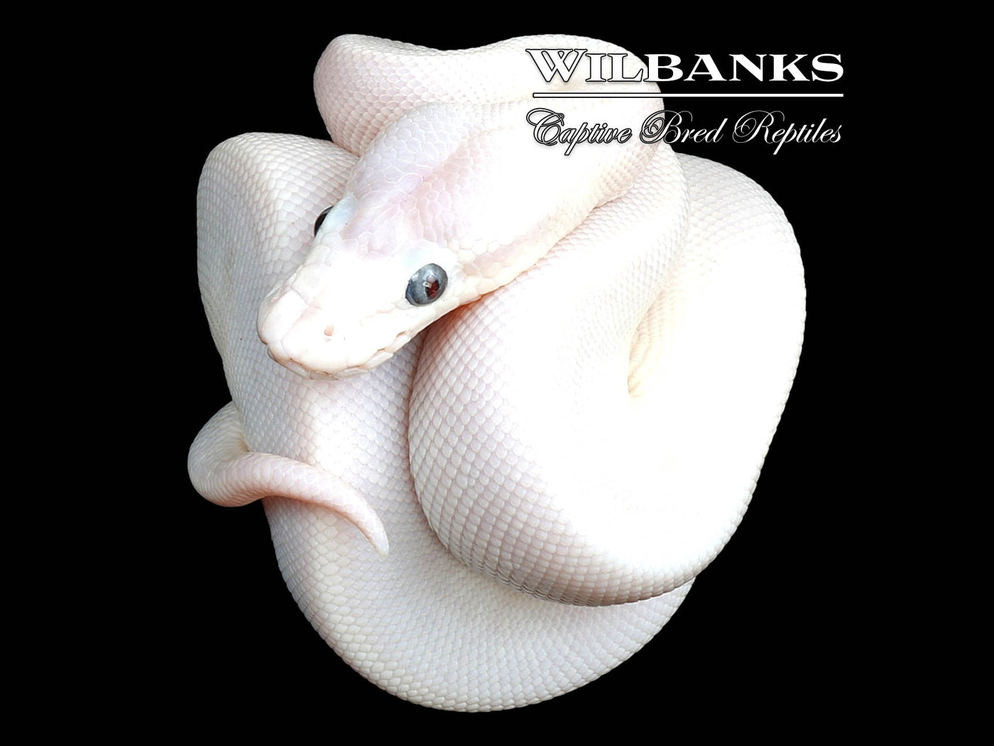 Blue Eyed Leucistic (Mojave Russo) Ball Python ♂ '24