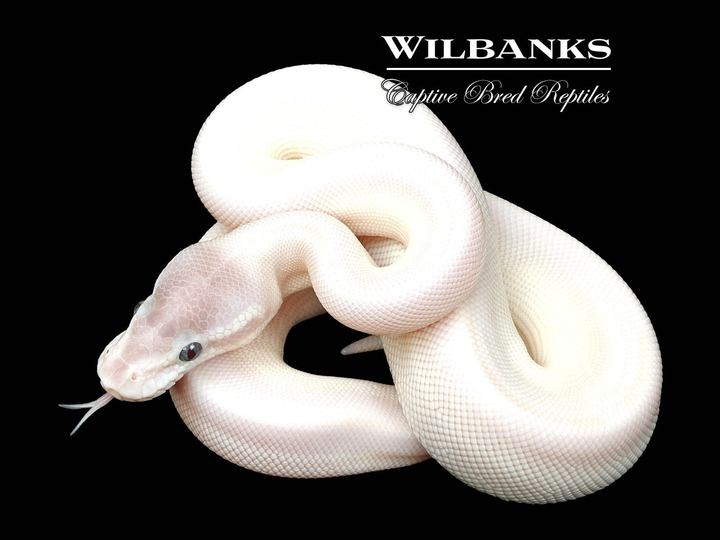 Blue Eyed Leucistic (Super Mojave) Ball Python ♂ '24