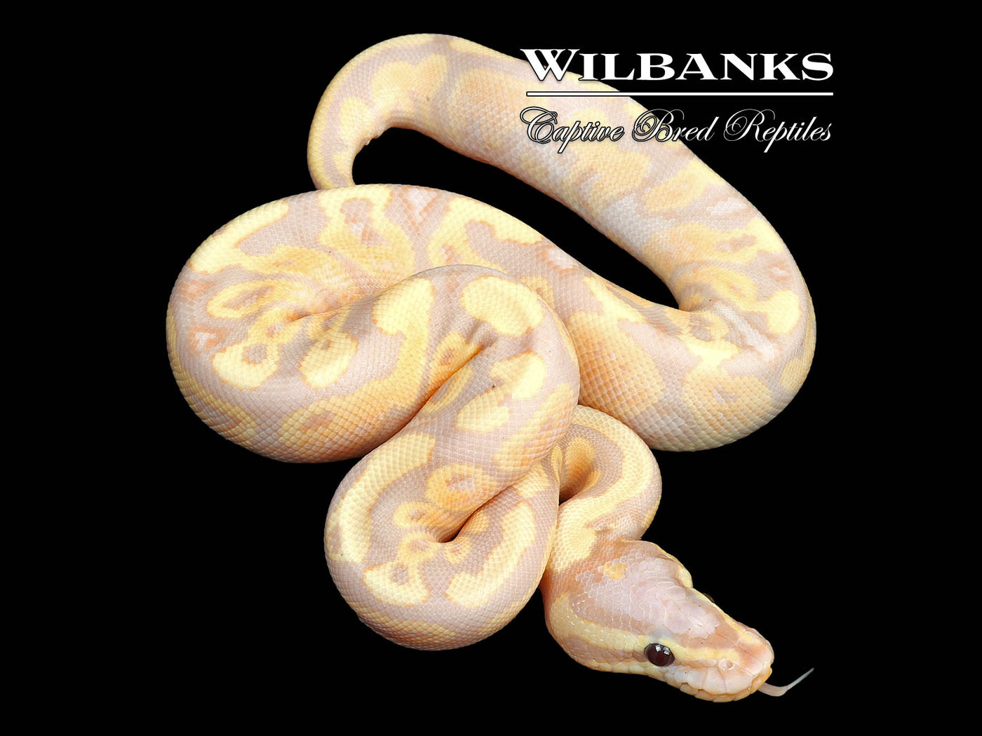 Banana Fire Yellow Belly Ball Python ♂ '24