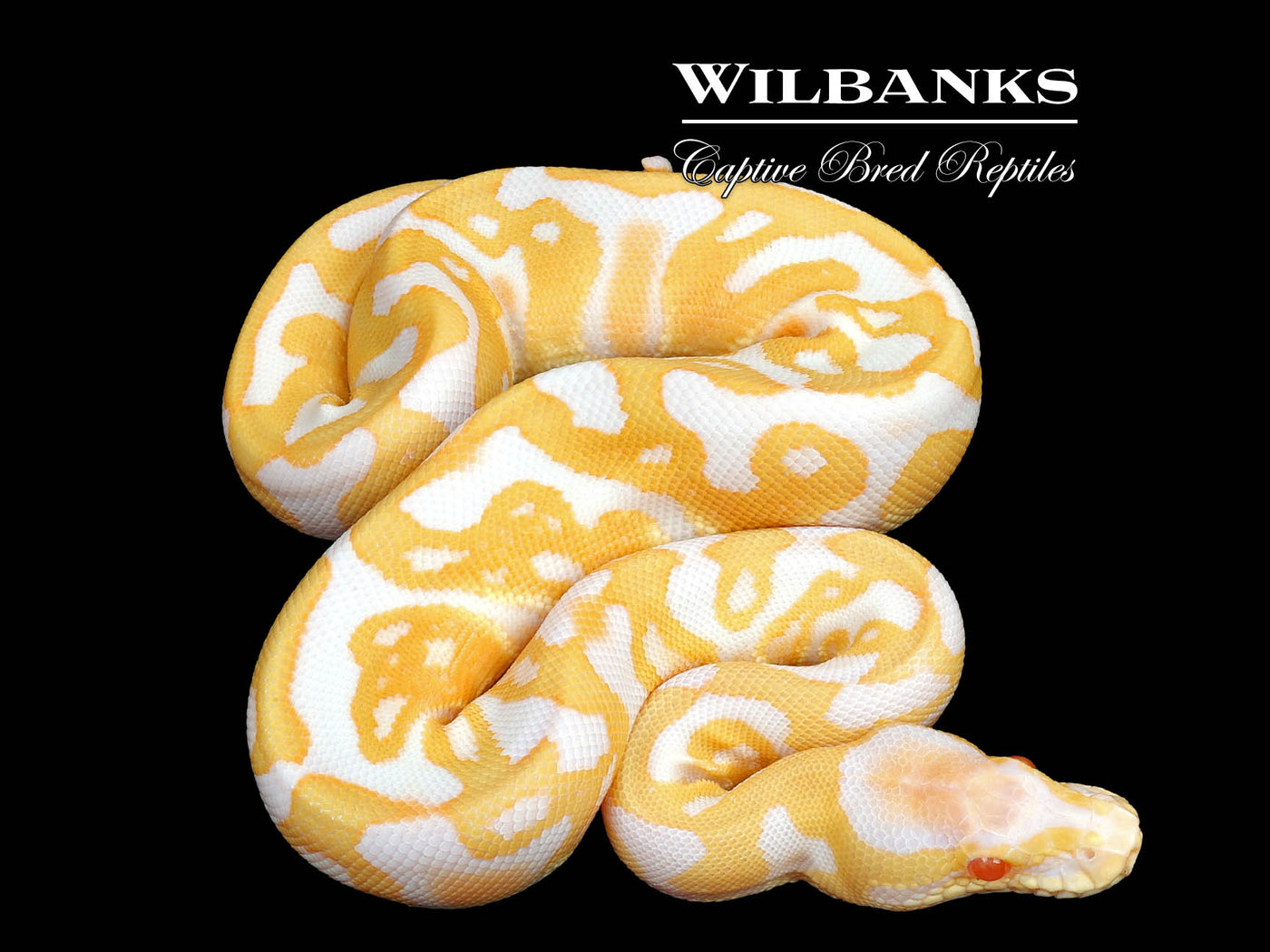 GHI Albino Leopard Ball Python ♀ '24