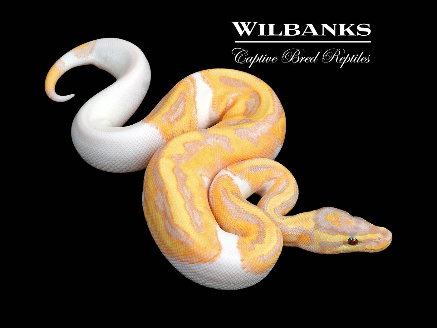 Banana Pied Ball Python ♂ '24