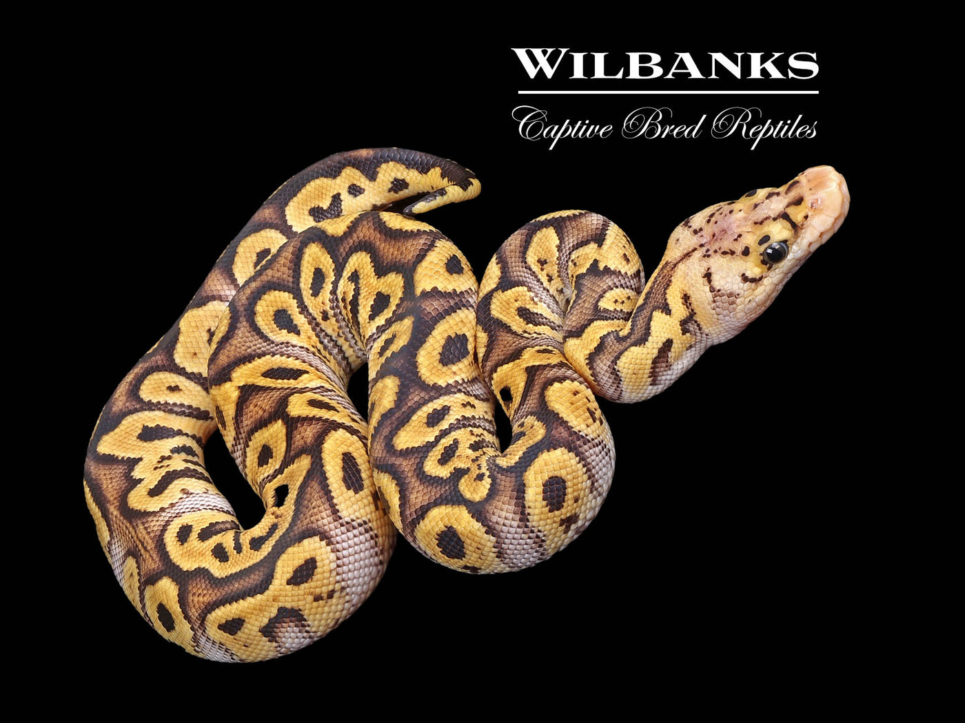 GHI Pastel Clown Ball Python ♂ '24