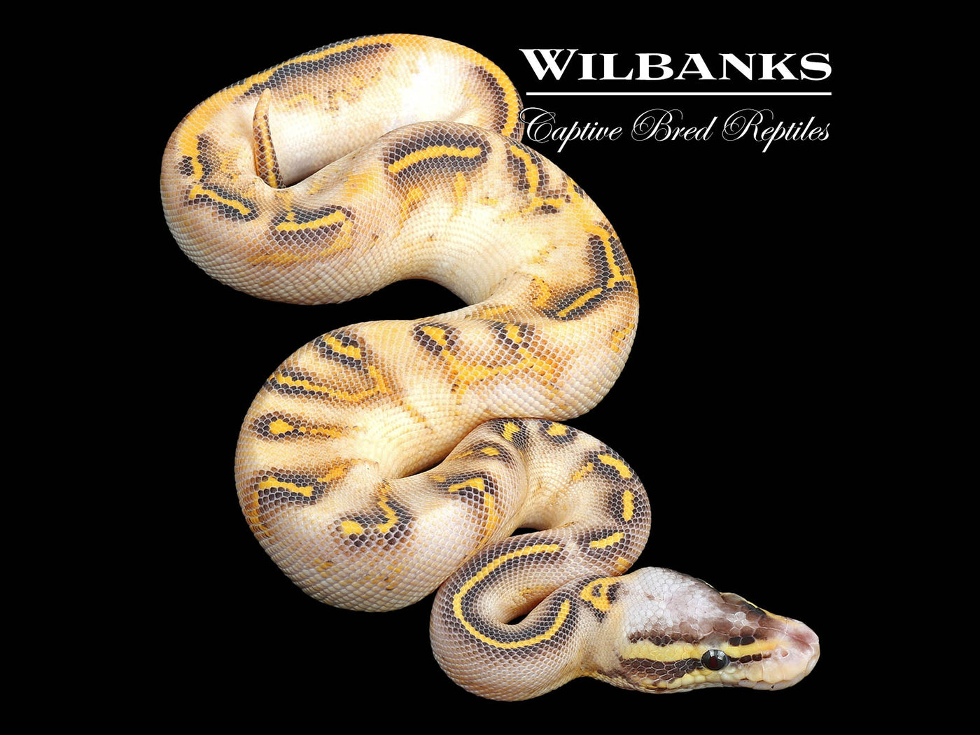 Pastel Highway Ball Python ♂ '24